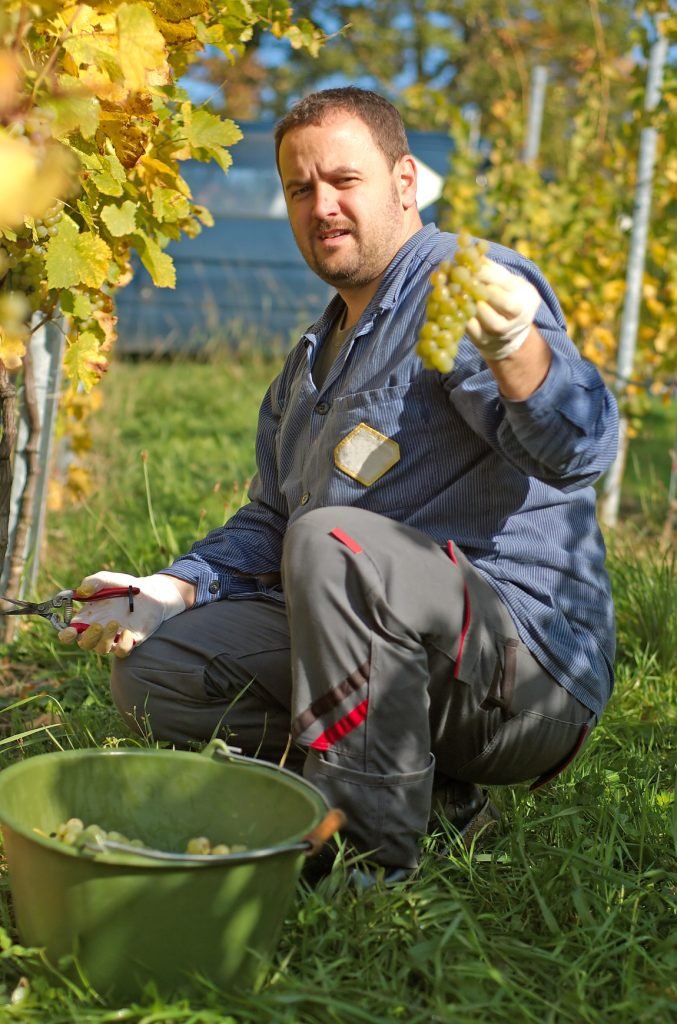 Young vintner is harvesting grape