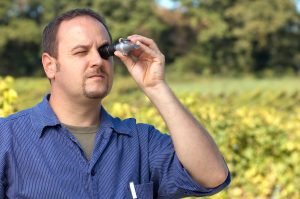 Vintner Measures The Sugar Content of Grapes With A Refractometer